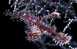 Ornate ghost pipefish. Shot in Raja Ampat by Charles Wright 